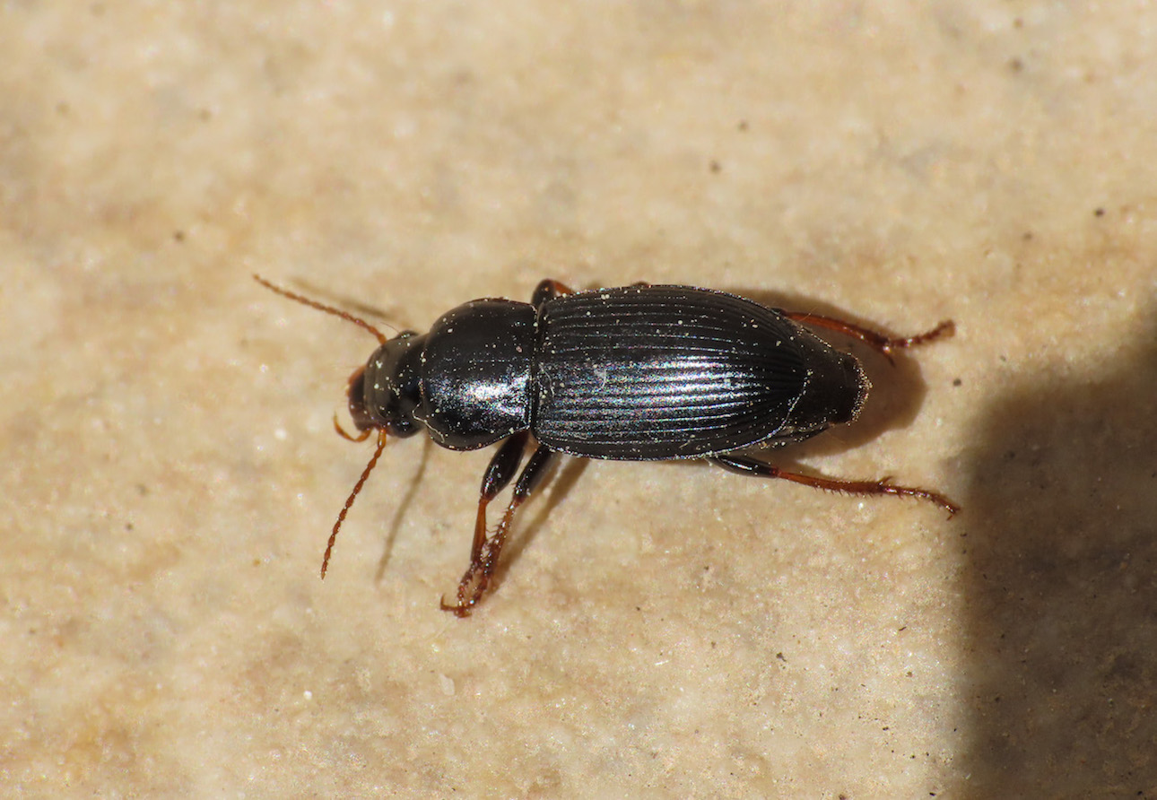 Carabidae da identificare