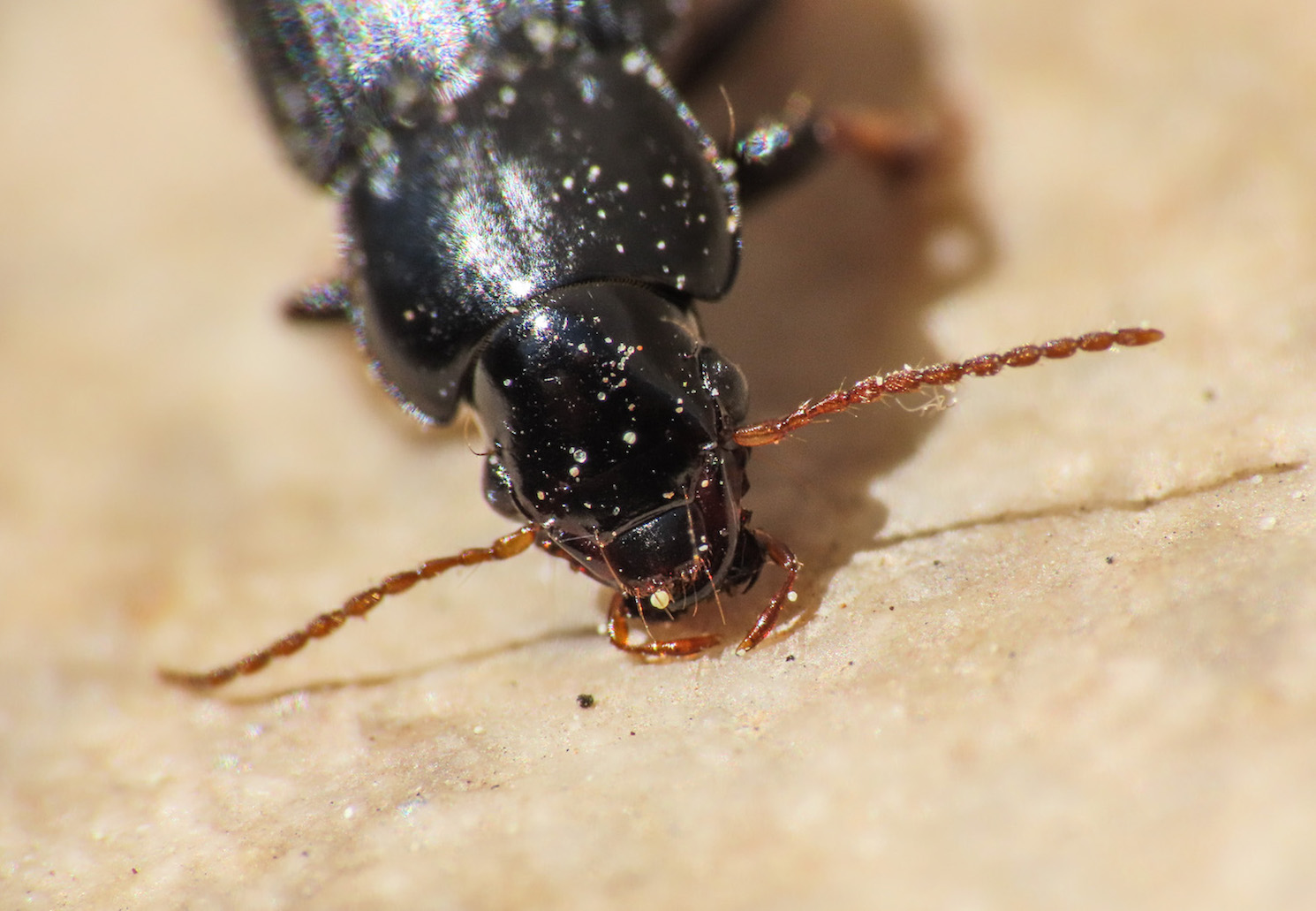 Carabidae da identificare