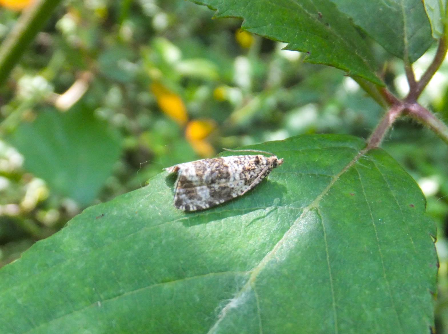 Tortricidae da identificare