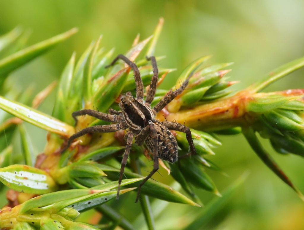 Lycosidae da identificare