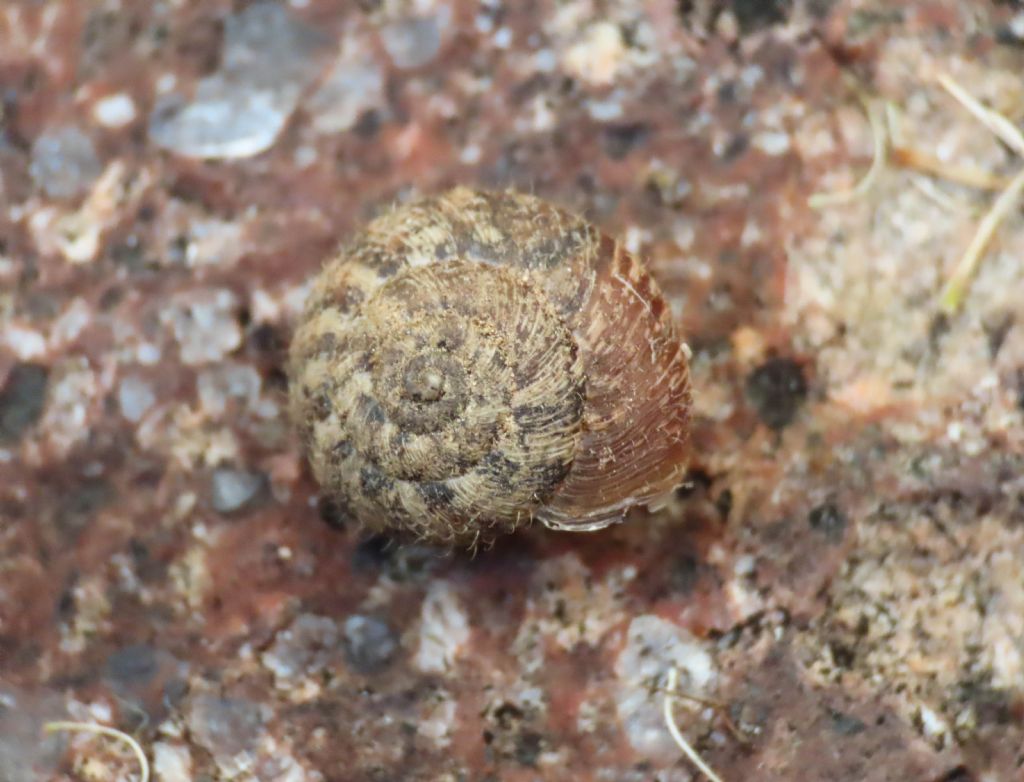 Gasteropode da identificare