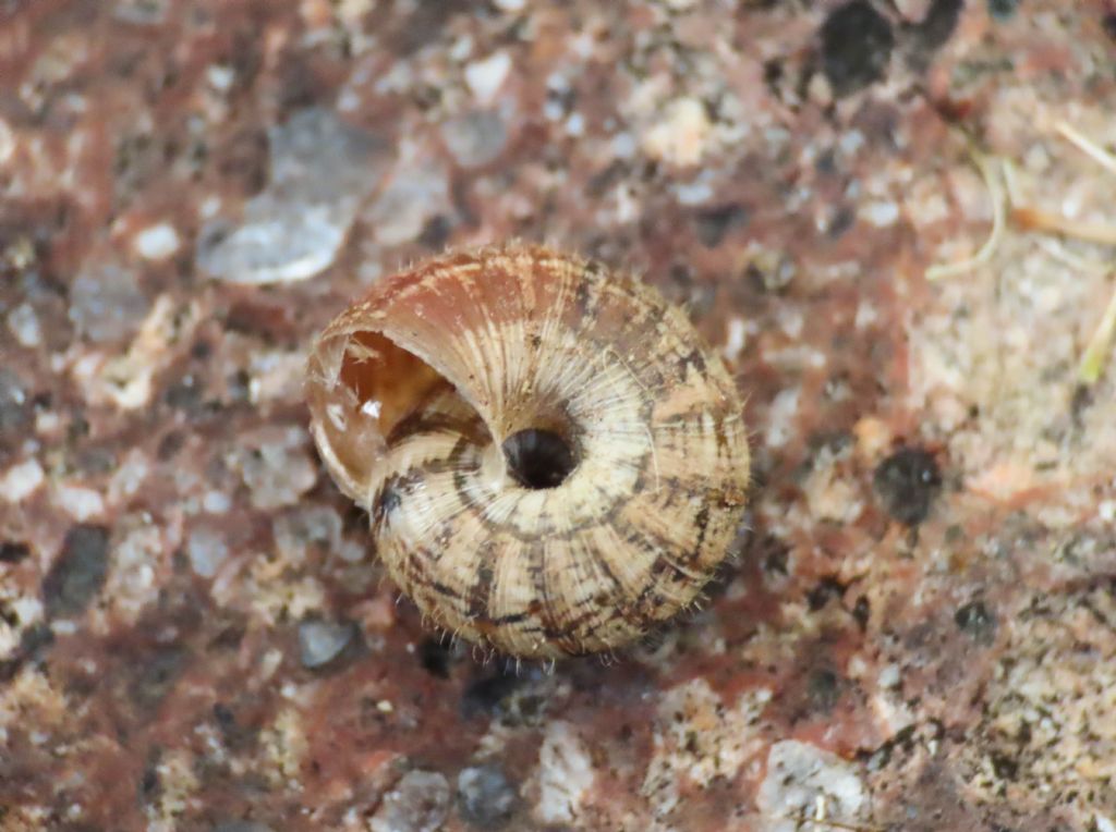 Gasteropode da identificare