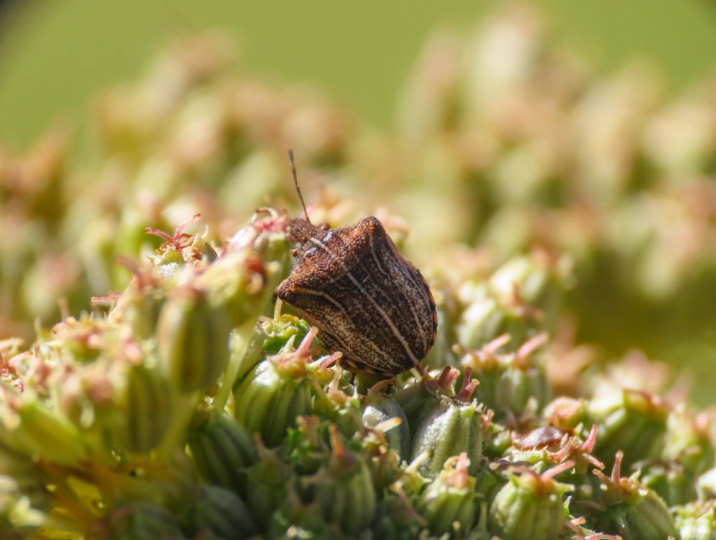 Pentatomidae: Sternodontus obtusus