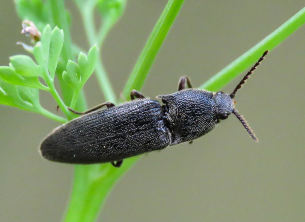 Elateridae: Melanotus tenebrosus (cfr.)