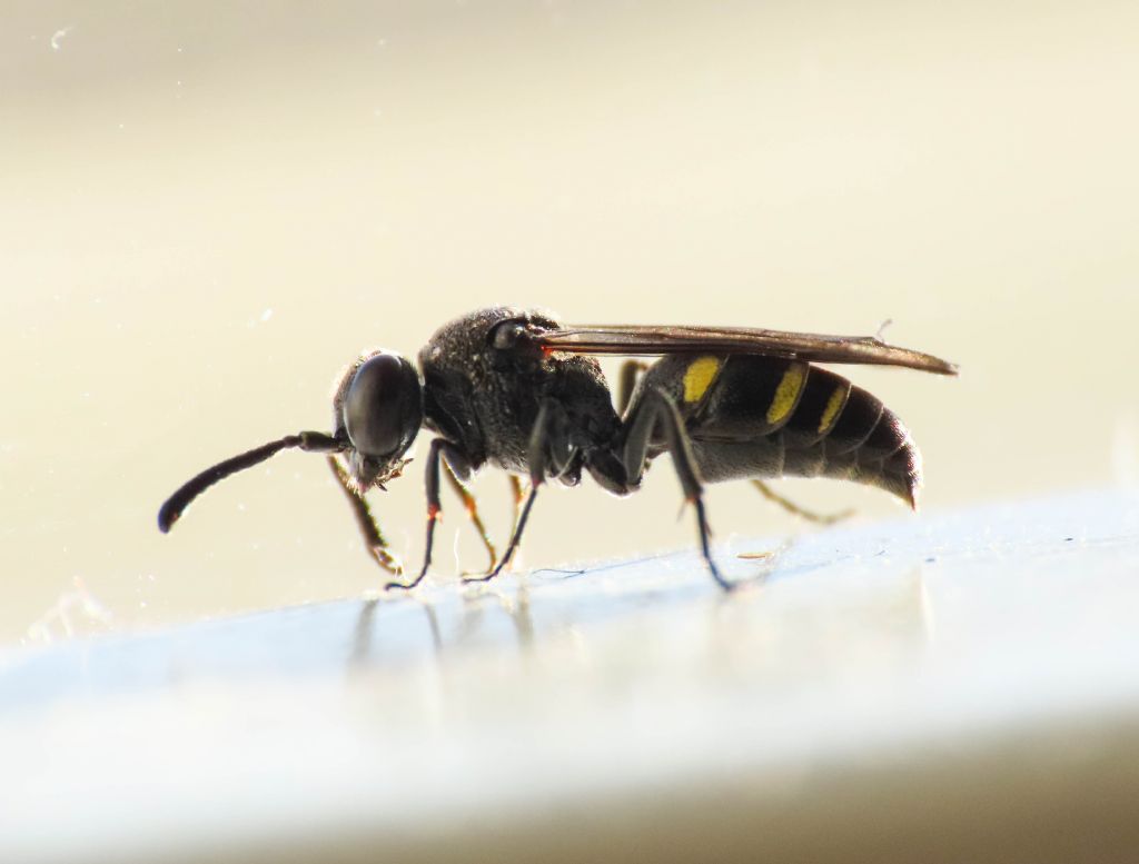 Crabronidae: Nysson sp.