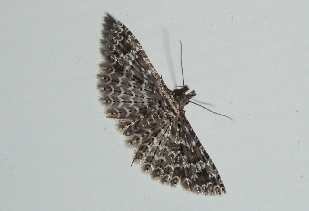 Alucitidae: Alucita huebneri