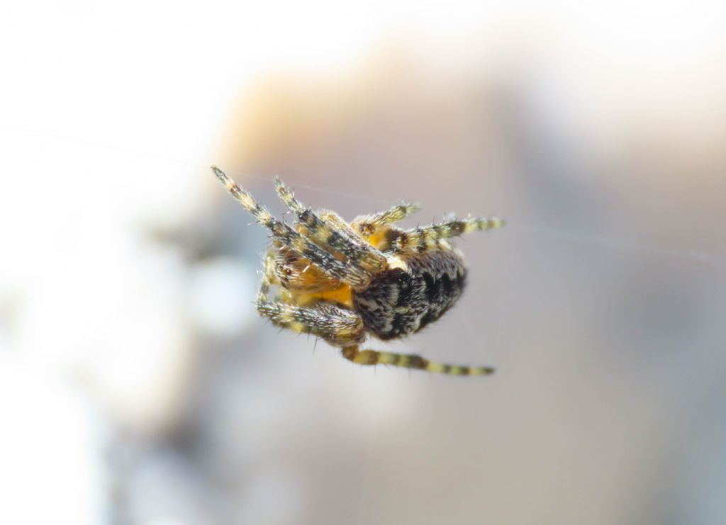 Araneus? S, Araneus diadematus - Monte Bolza (AQ)