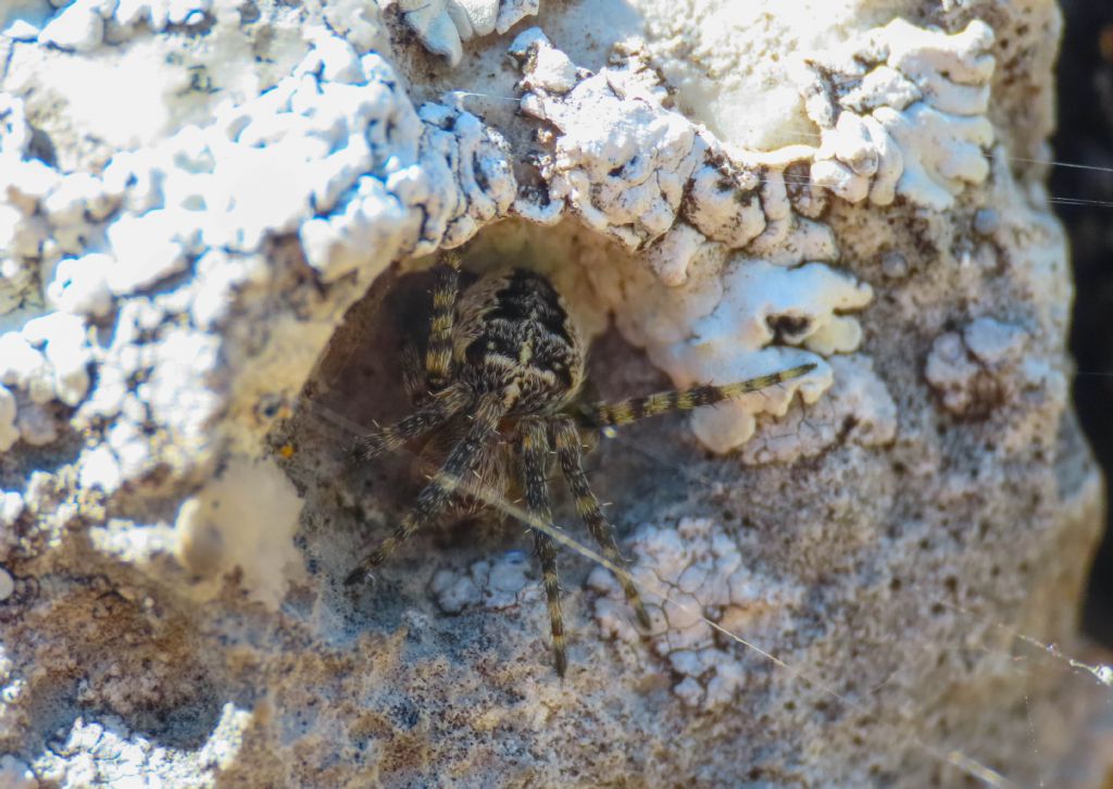 Araneus? S, Araneus diadematus - Monte Bolza (AQ)