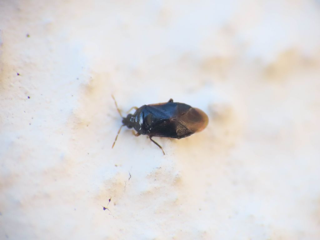 Anthocoridae: Cardiastethus nazarenus