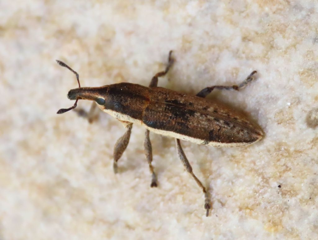 Curculionidae: Lixus (Compsolixus) albomarginatus