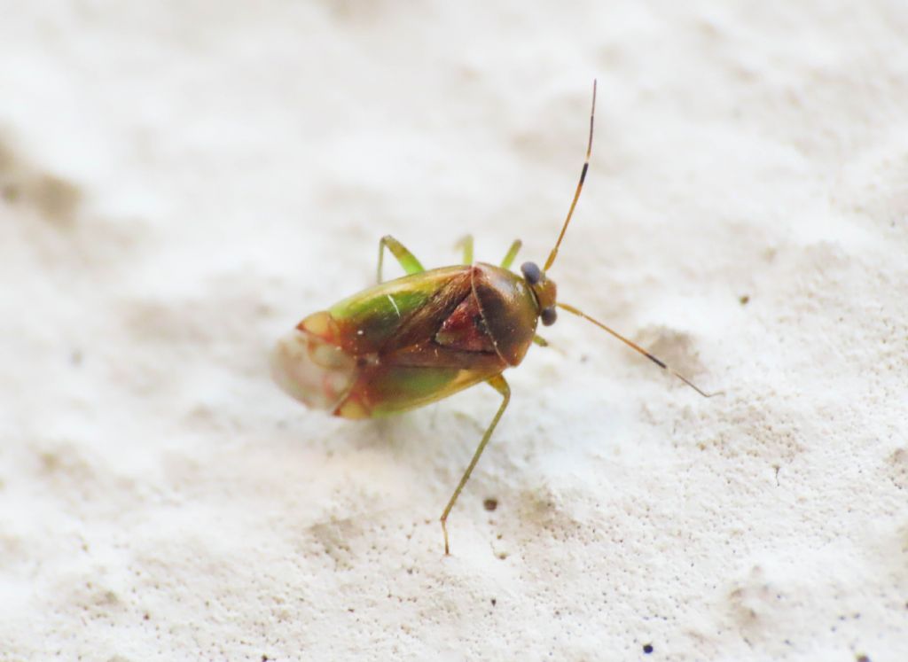 Miridae: Pinalitus cervinus