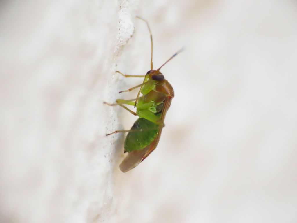 Miridae: Pinalitus cervinus