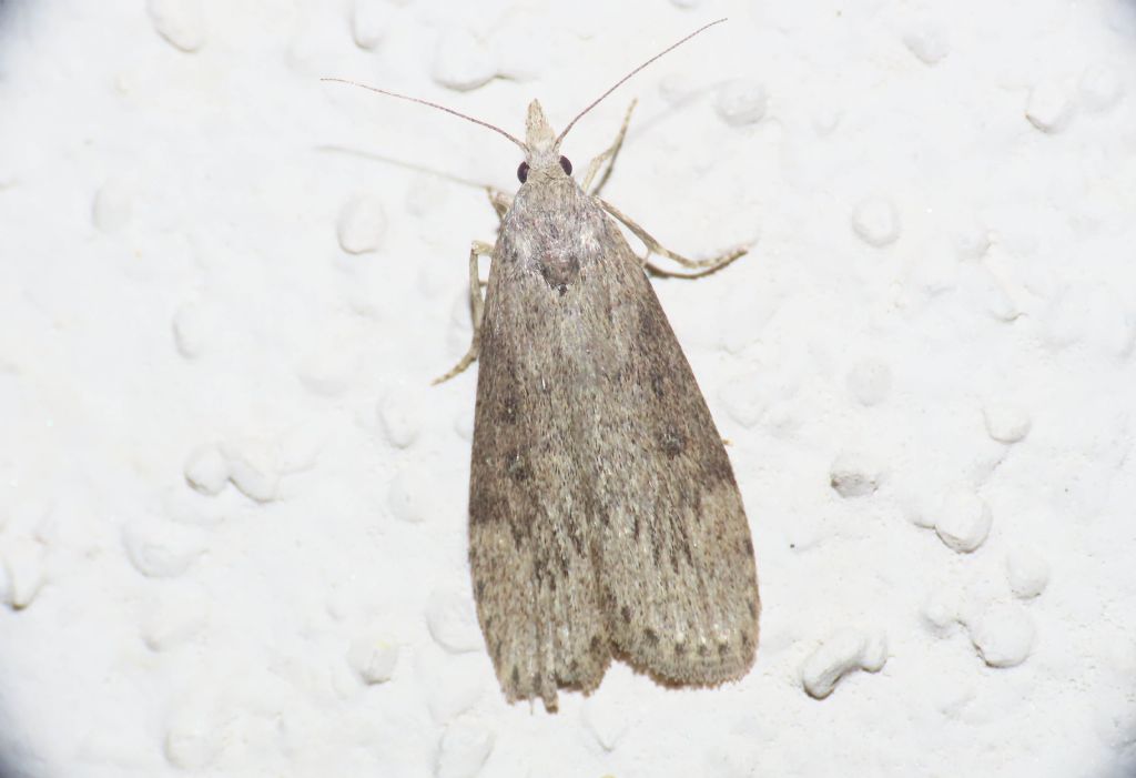 Lamoria anella, Pyralidae