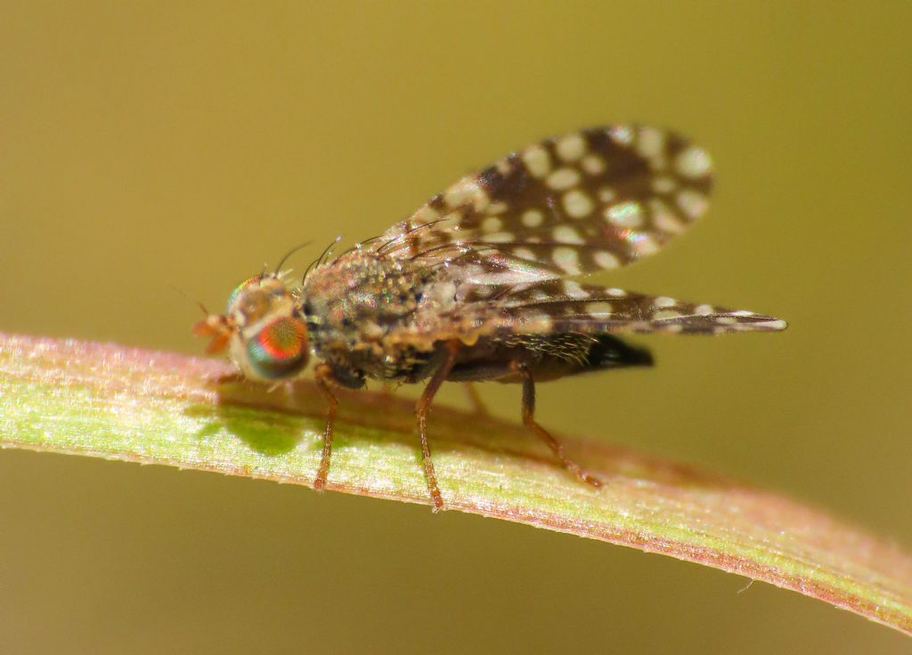 Tephritidae: Tephritis cfr praecox, femmina