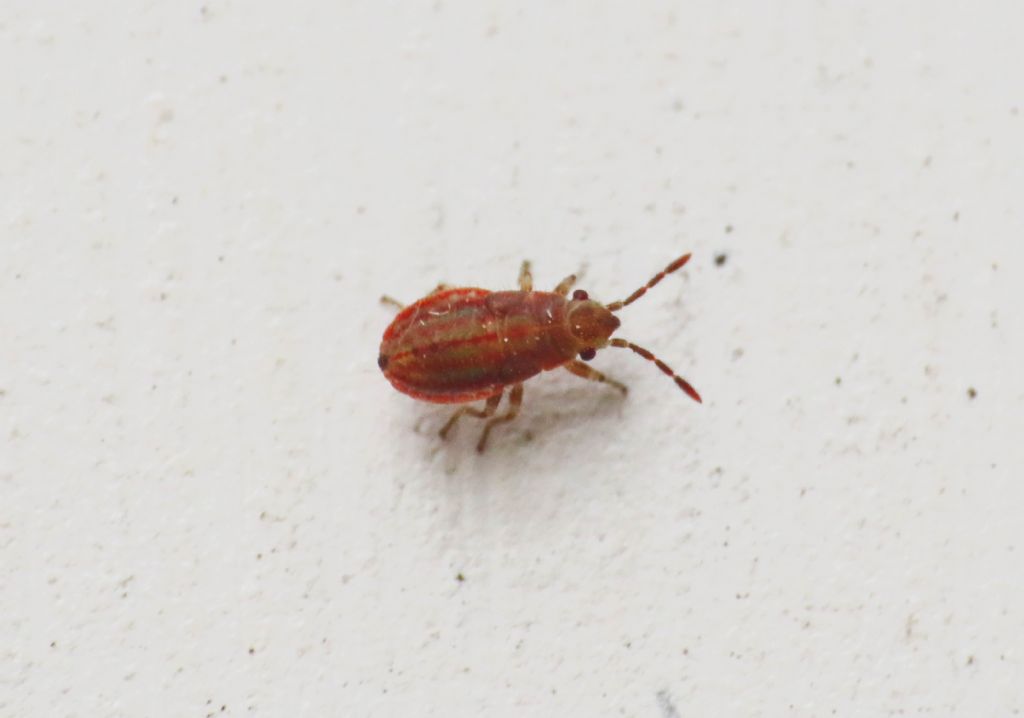 Lygaeidae? da identificare