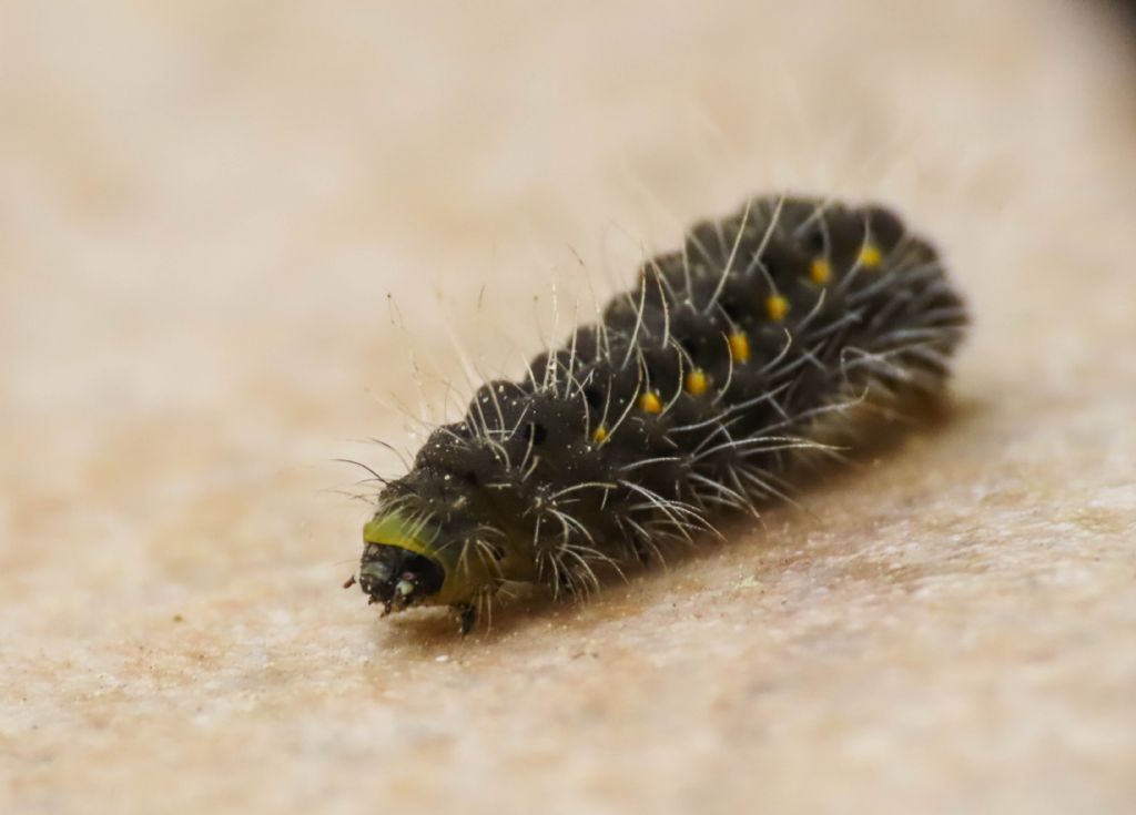 Bruco di Zygaena da identificare