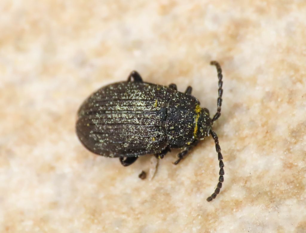 Chrysomelidae: Galeruca interrupta sicelidis