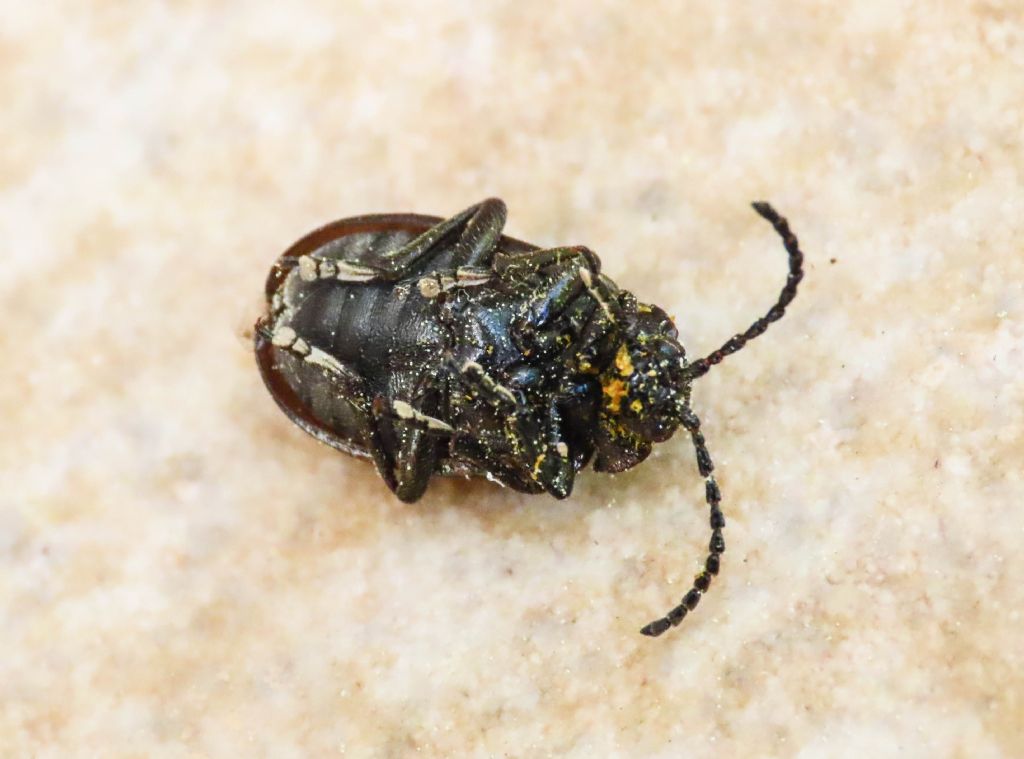 Chrysomelidae: Galeruca interrupta sicelidis