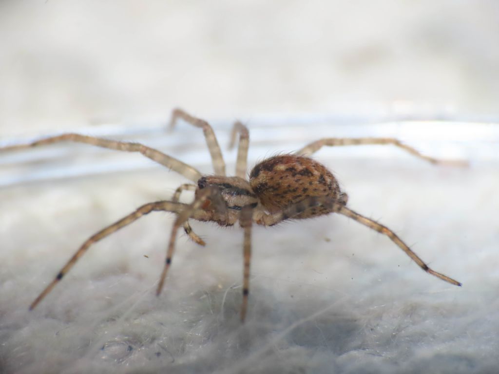 Agelenidae da identificare