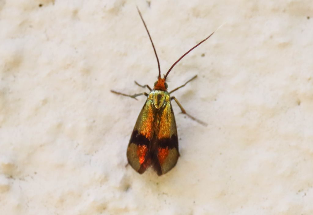 Adelidae: Nemophora fasciella, femmina