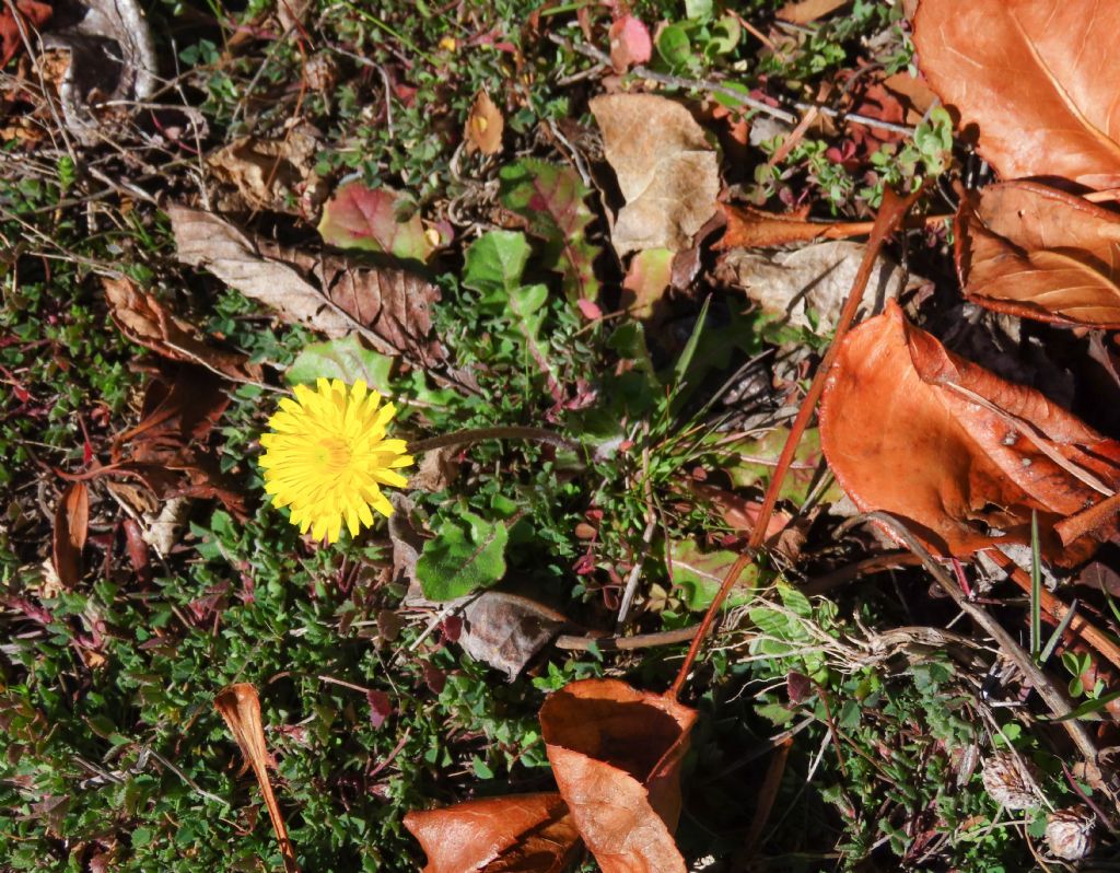 Crepis sancta