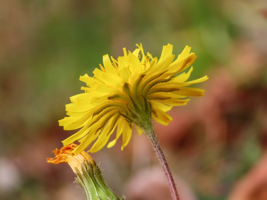 Crepis sancta