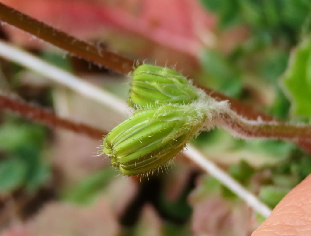 Crepis sancta