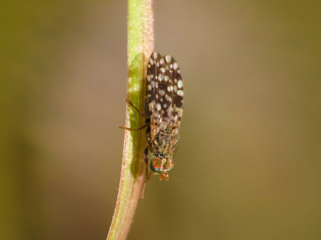 Tephritidae: Tephritis cfr praecox, femmina