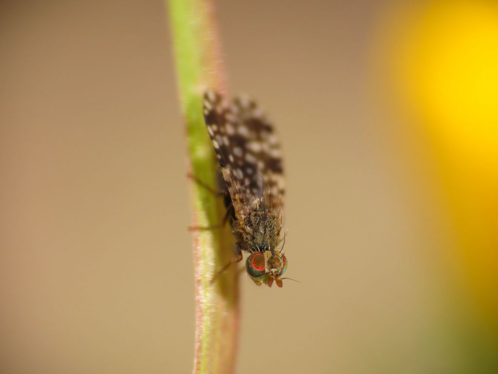 Tephritidae: Tephritis cfr praecox, femmina