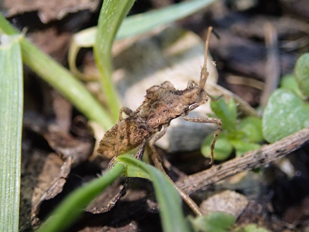 Coreidae: Centrocoris sp.?  S, Centrocoris spiniger