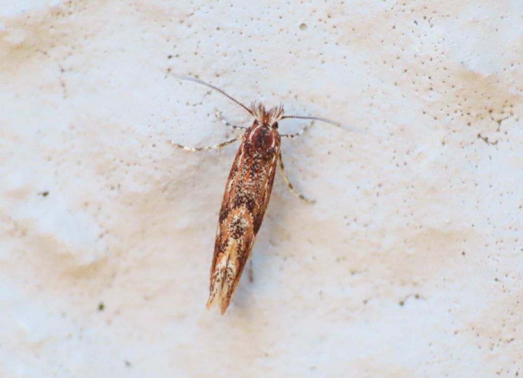 Gracillariidae: Phyllonorycter acaciella? S