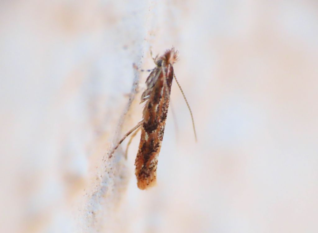 Gracillariidae: Phyllonorycter acaciella? S