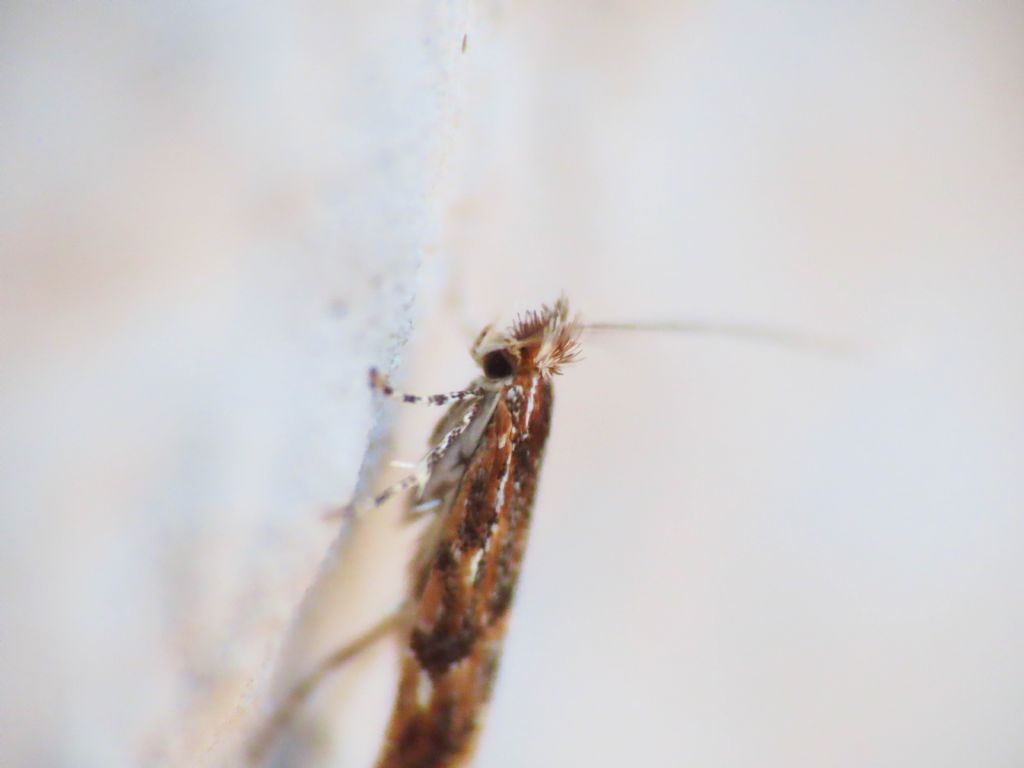 Gracillariidae: Phyllonorycter acaciella? S