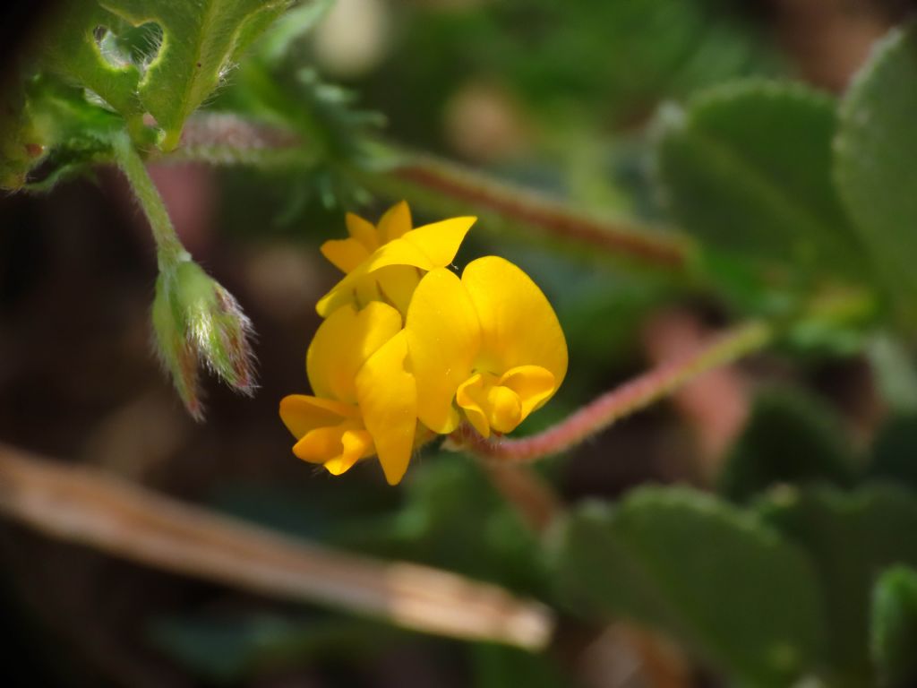 Medicago da identificare