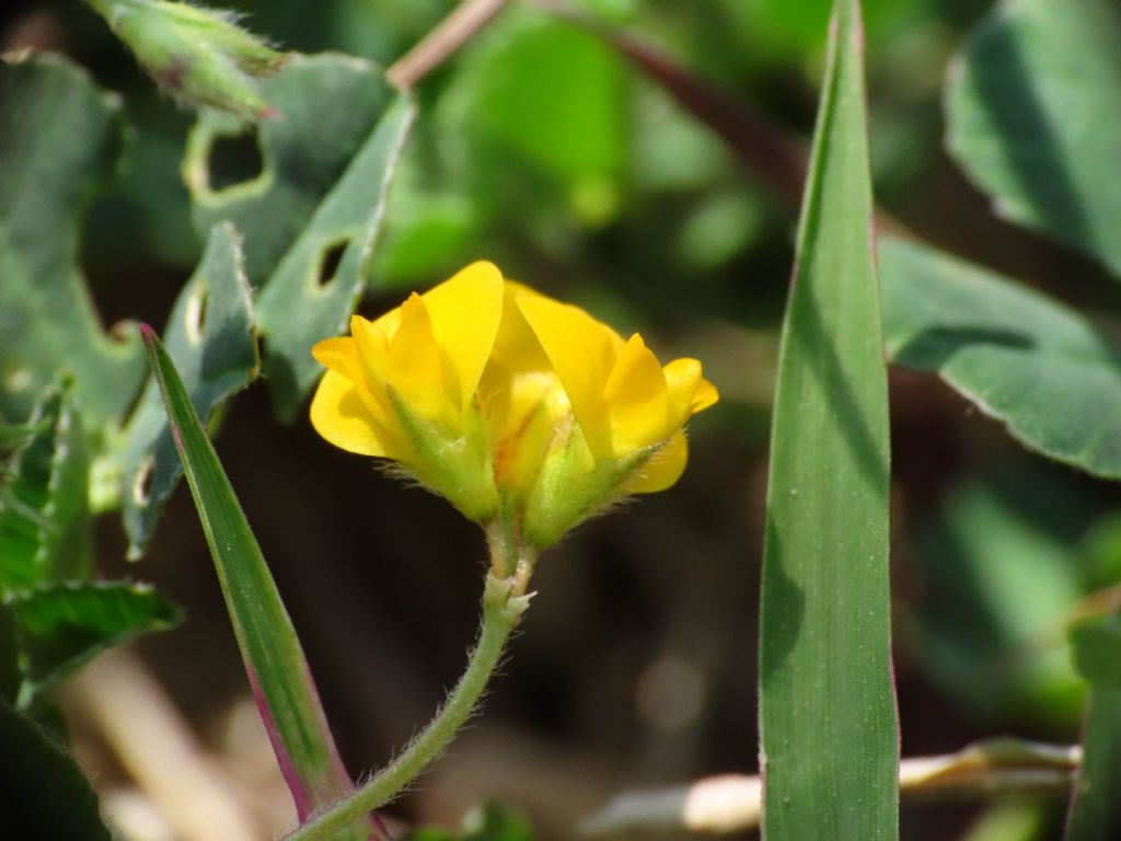 Medicago da identificare