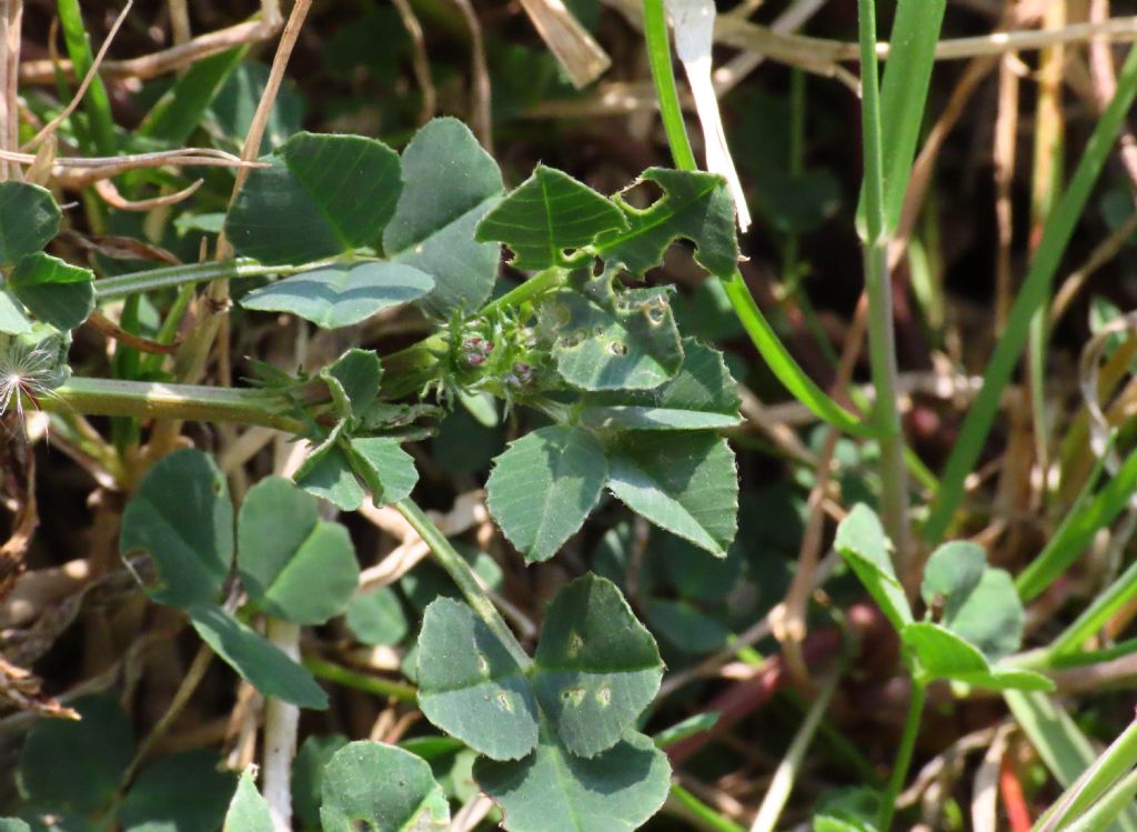 Medicago da identificare