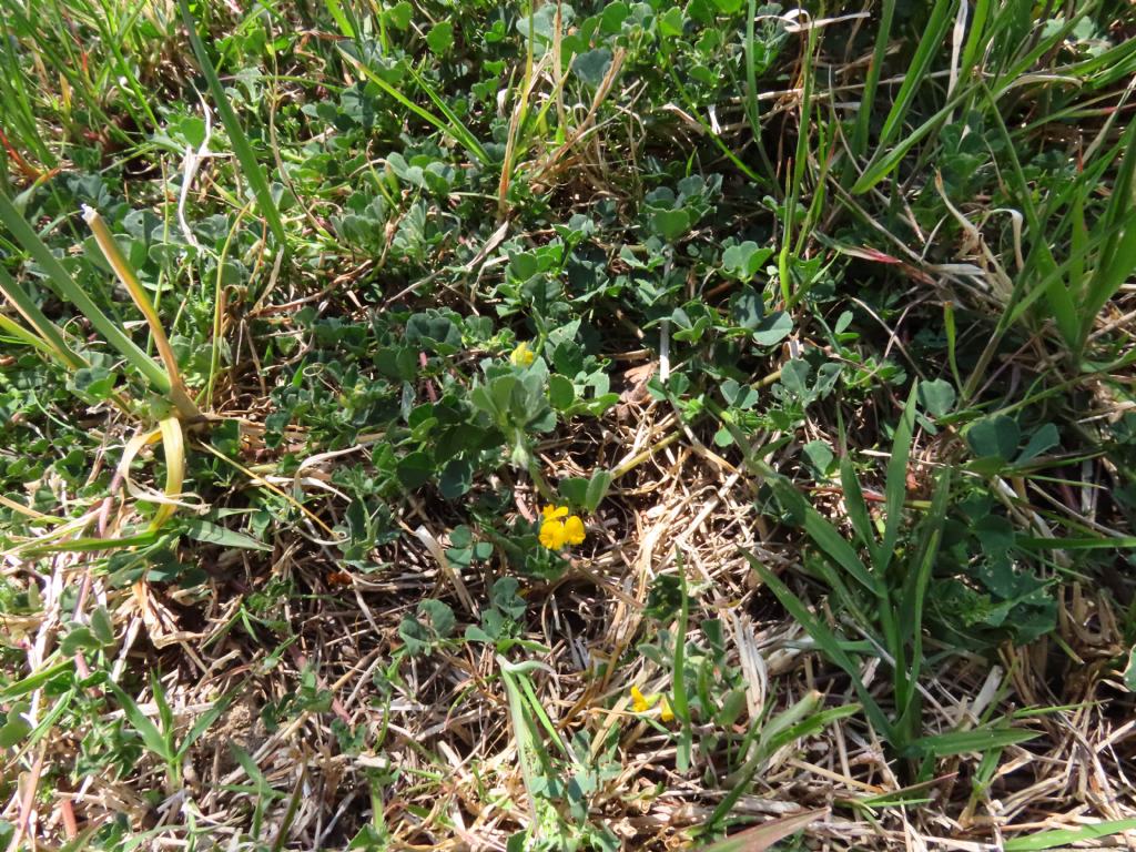 Medicago da identificare