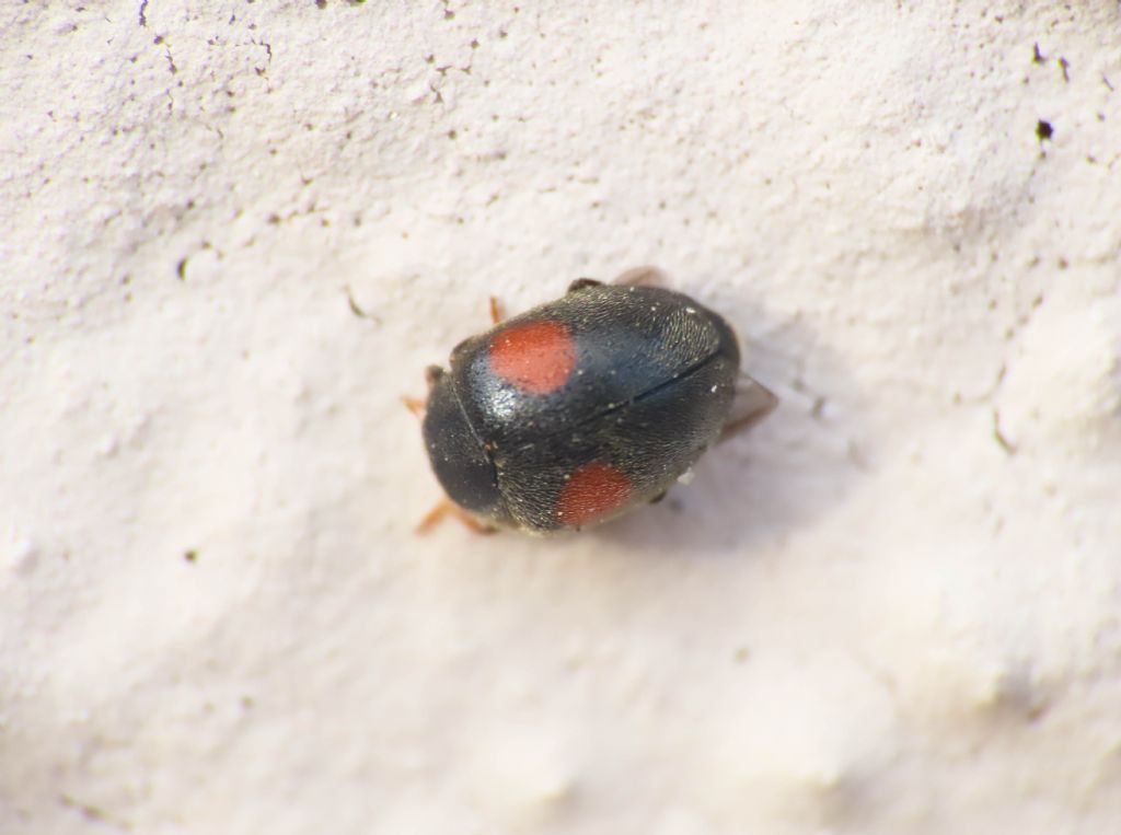 Coccinellidae: Scymnus cfr. apetzi