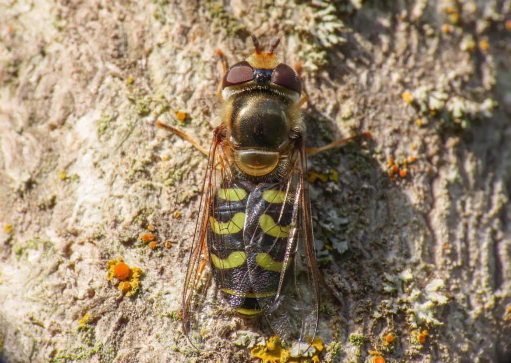 Scaeva dignota, femmina