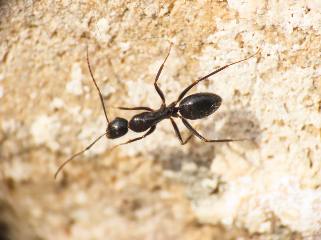 Camponotus aethiops? S !