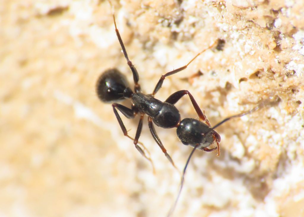 Camponotus aethiops? S !