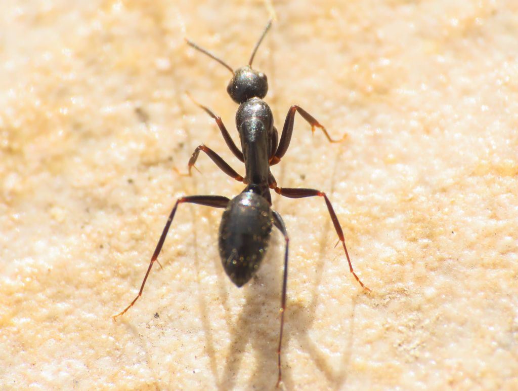 Camponotus aethiops? S !