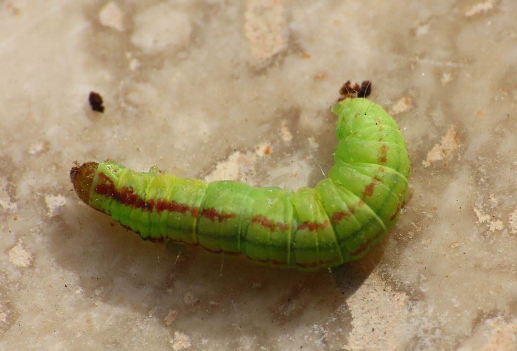 Bruco di Acrobasis advenella?  S !