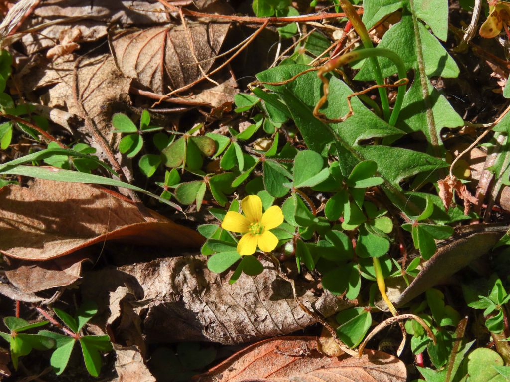 Oxalis da identificare: O. corniculata