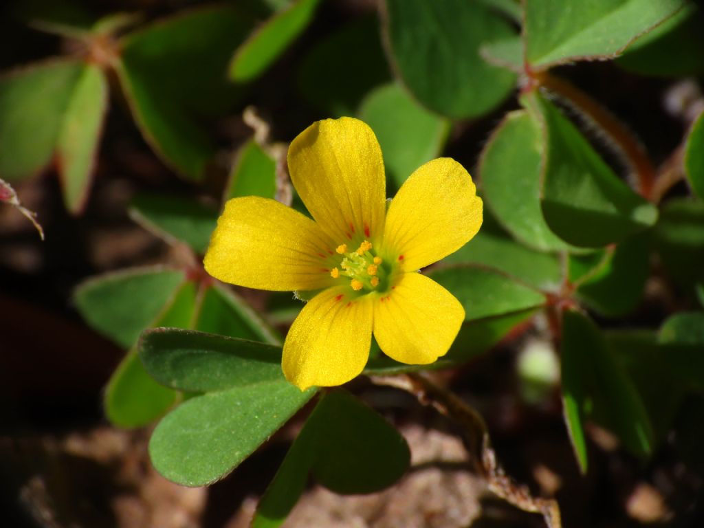 Oxalis da identificare: O. corniculata