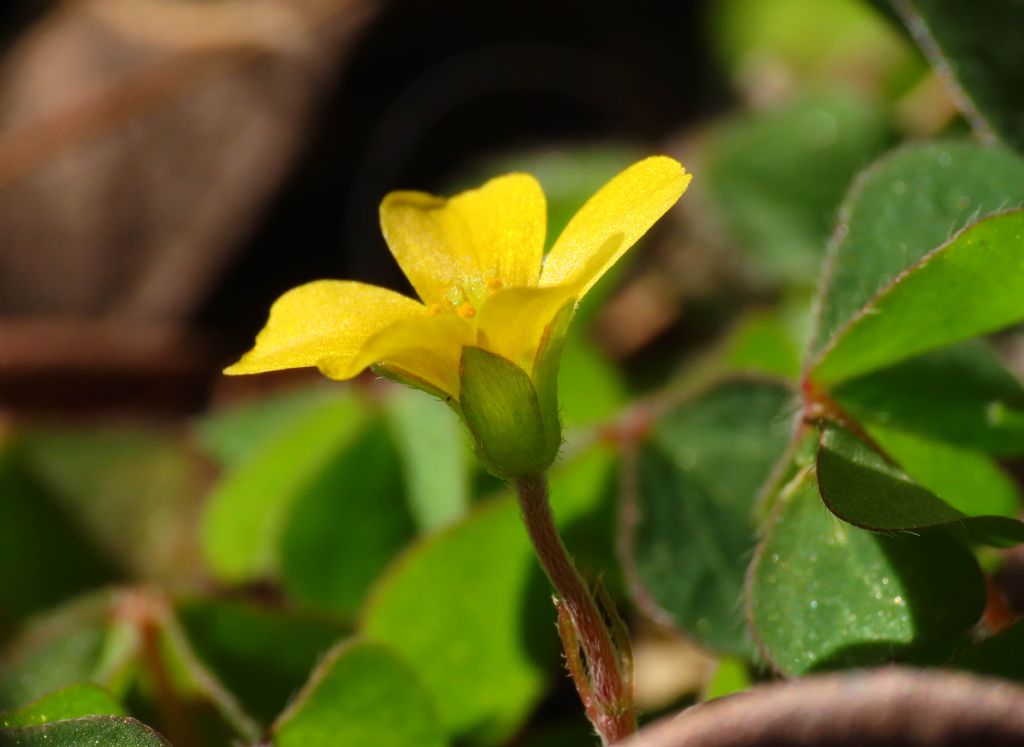 Oxalis da identificare: O. corniculata