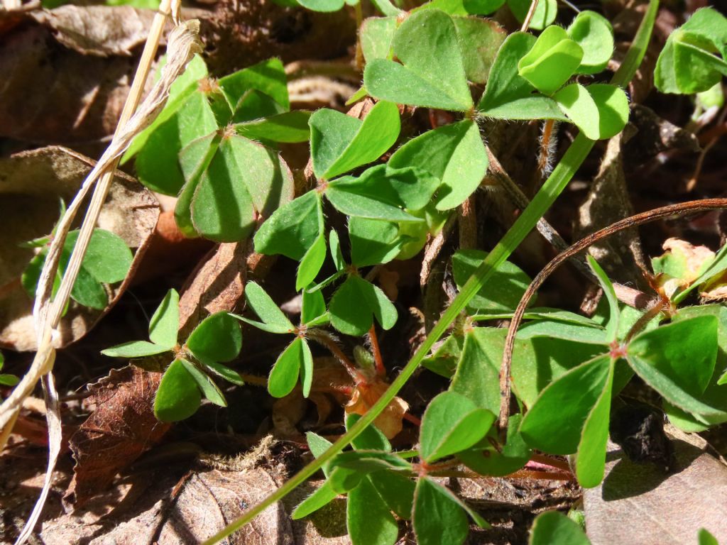 Oxalis da identificare: O. corniculata