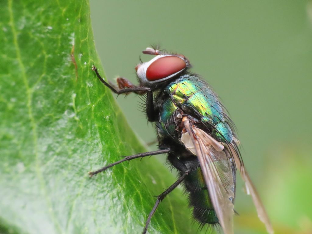 Lucilia? da identificare