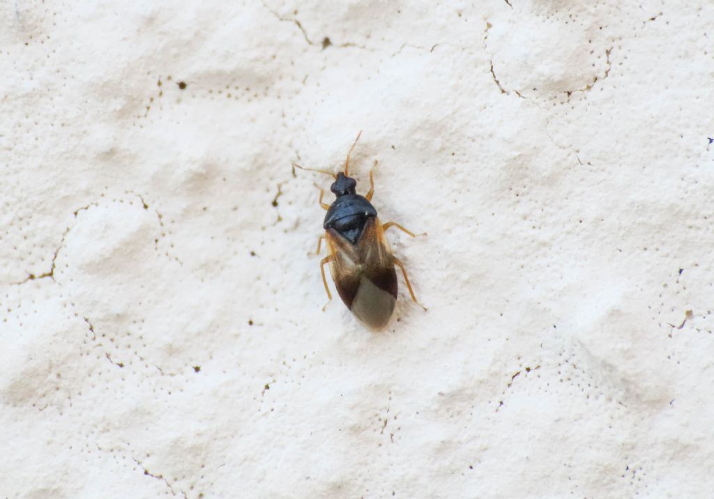 Anthocoridae: Orius sp.