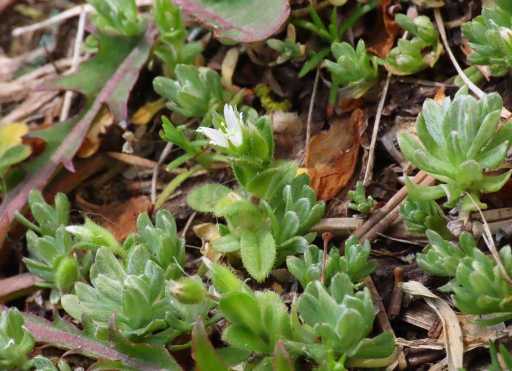 Cerastium pumilum / Peverina piccola
